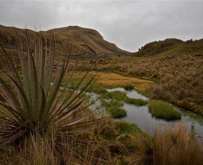 paramo Ecuador