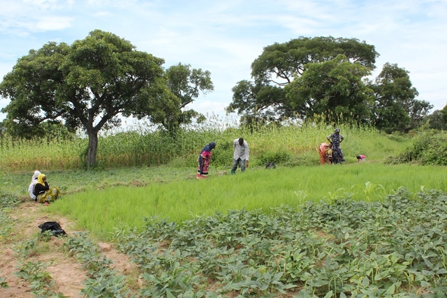 0080 burhor burkina