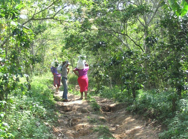 foresta honduras